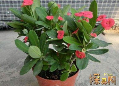 十大不吉利花排行榜，降財破財、遺失美好、招來鬼怪