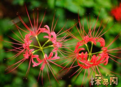 十大不吉利花排行榜，降財破財、遺失美好、招來鬼怪